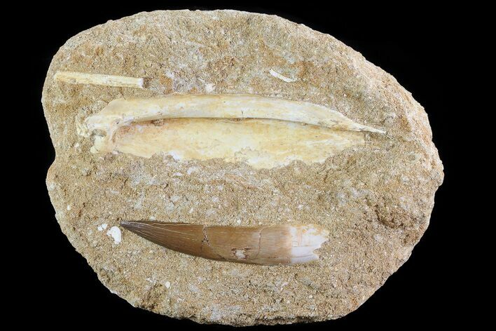 Fossil Plesiosaur (Zarafasaura) Tooth In Rock - Morocco #73617